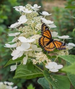 89b9e12f27477236dbaa2ca7386873bf