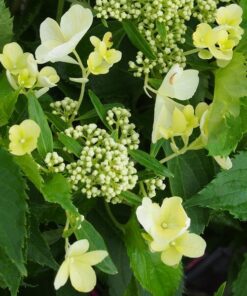 92141c4de1d5fce310c4521eea0f8332