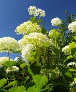 b0ea869d2b22ab079047cff4a908b4a4