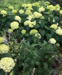 edf21f1da87f968351e19a56236de65c