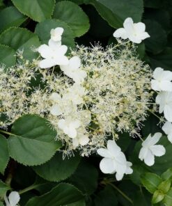 16685c87f1aca2689d7e7ebebc7652bd