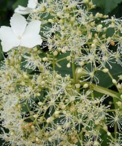 59cd3f720047a0f41bdf47198aef5a94