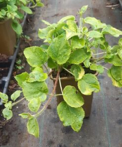 103b8345a9e5d9128d67a4743b26fbb0