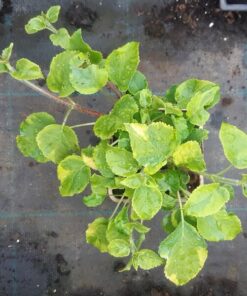 2ae8fe6642d8738e71c8111618a3b9d0