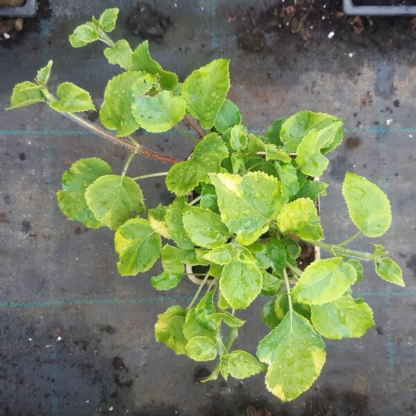 2ae8fe6642d8738e71c8111618a3b9d0