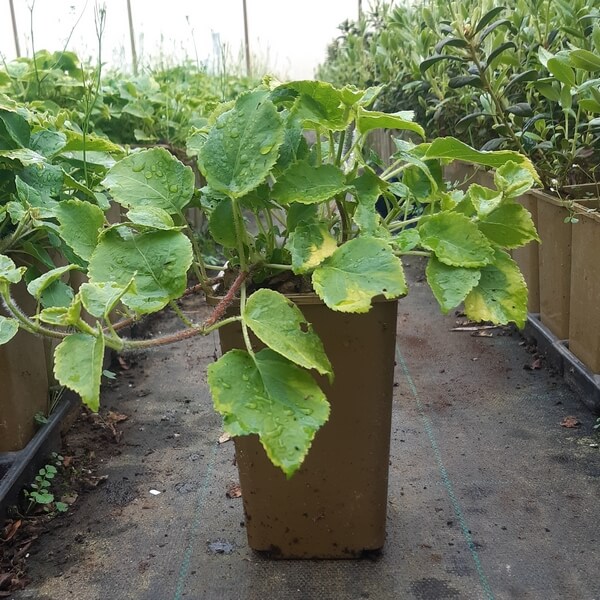 71647f976f4ee302da5d7fb9769b53d3