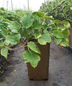 71647f976f4ee302da5d7fb9769b53d3