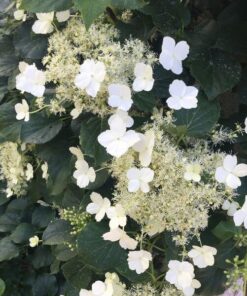 d54c3941a3093b4a4f298d2debab18d2