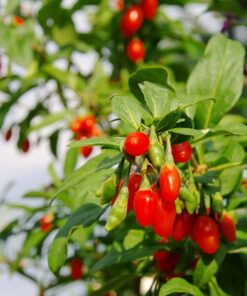 1578187f648bed17b9155ed6baffbd99