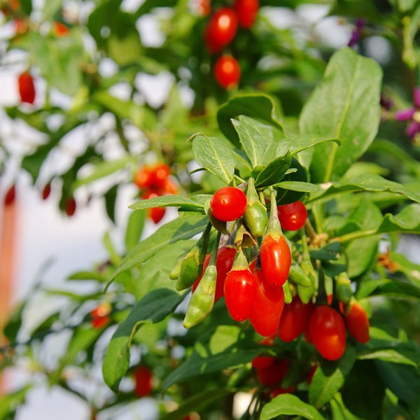 1578187f648bed17b9155ed6baffbd99