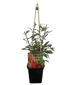 98153b19bc7c93851fc5675fec9109f5