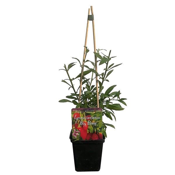 98153b19bc7c93851fc5675fec9109f5