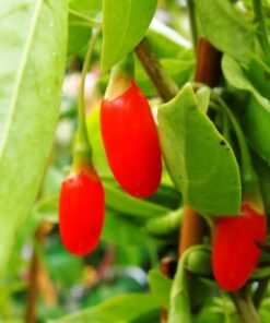 26a1b77b740765bc1bd52e99f9941f66