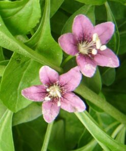 38997134a4bdbbbba0297af69feee5fd