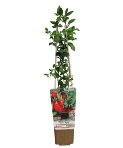 0203c47c96beb756b5af9702ead8b879