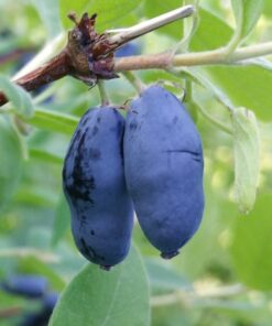 23d921912efd1c3a4630589ea4d8000d