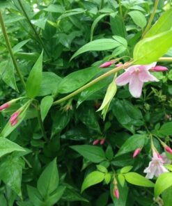 3a9755b3af839b0dd483210c585b343c