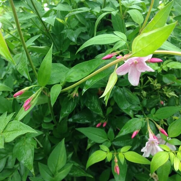 3a9755b3af839b0dd483210c585b343c