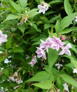 349220eeadcda63fe0423bfcdf6624d4