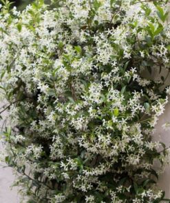 7acd750cc5f1390a0e8d46d68806c084