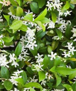 787f52b706894f7aca62789d9d835363