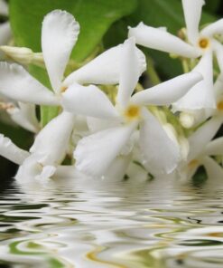 7a22681908a752127ce0fc1667b4009b