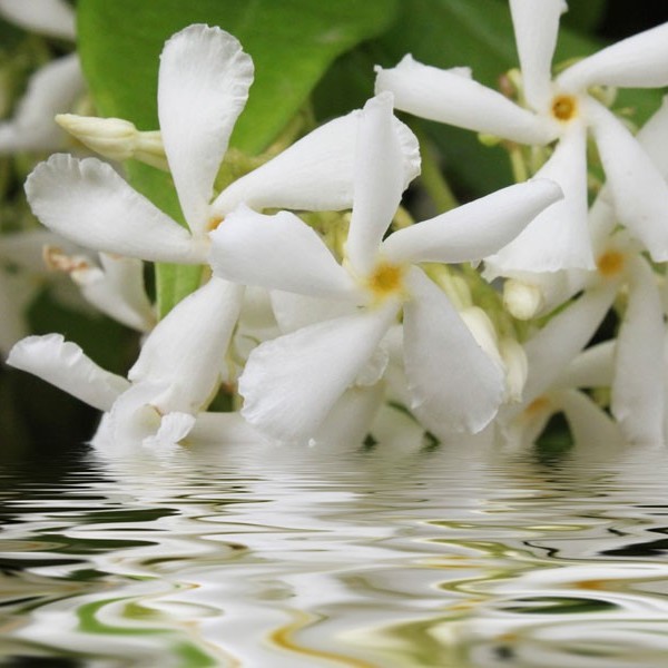 7a22681908a752127ce0fc1667b4009b