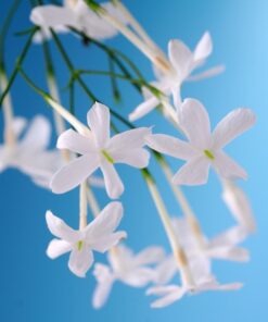 c15e5a14a0b0c7612ff8b46ffba23f70