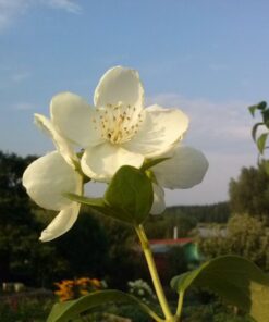 55ffdb1038e7e9f470171895bff304f1