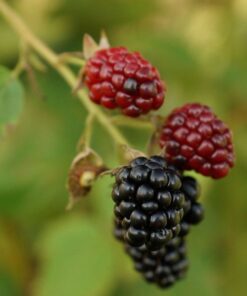 488febea857e1d9c5548003affdd22da