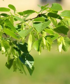 09e0018090ed491aa0bd184ed667c486