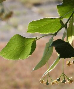 d75f589acf4588de9d2727819d5dc55e