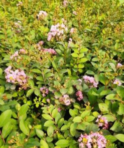 35f2ee16fa0abc5a0f8877cb522b44c6