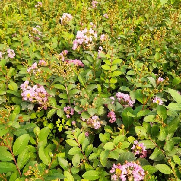 35f2ee16fa0abc5a0f8877cb522b44c6