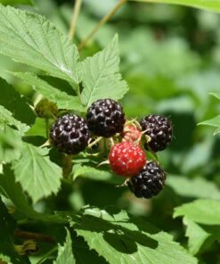 f237ad2fae1cc887553d7b07cc452602