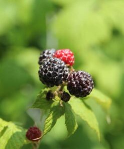 0c80c5553f2b0c2b89aa8a8b8b8e63b3