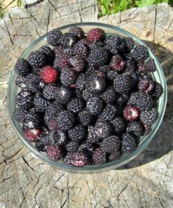 08a46959bafe1358e46dc9dfdf5b4e3a