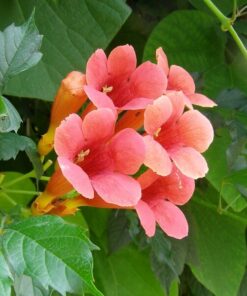 d769fb0fefd90bc804ab8822a995acf6