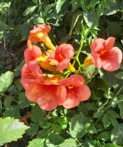 ca9623e4410b1c3e6b6bde9c9272f280