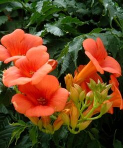 32eea62a63f08750cda292894e6e7d79