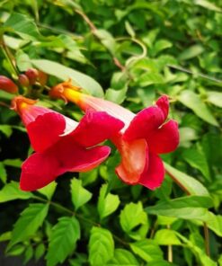 aae2f16ec6128349bf0df9c786bcdcf4