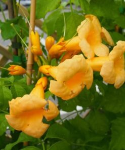 03755bc1186f3d88f7c75d2c12bef982