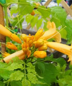 3daccfe75586c52e79e437547407cea3