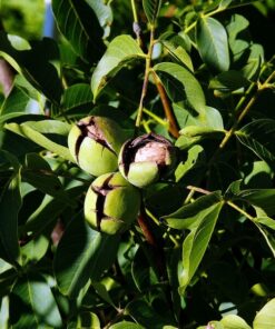 b9f5d9ae1f87f470de34af15a84cf6e6