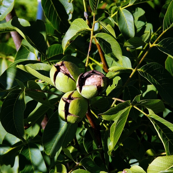 b9f5d9ae1f87f470de34af15a84cf6e6