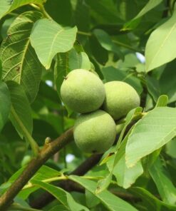 696bb9e437bfe55a88ab6337e55ca722