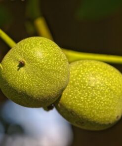 9ae7e9e2a7ded1b5a8065c29ef5a734f