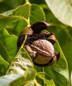 4519f011c566271c0df390297e5e45e6