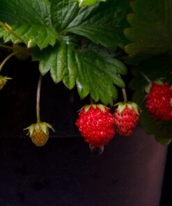 ee6e257259b1d880bb5de5a67ed82d83