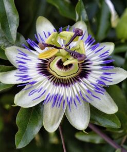 5aa3b21f057e76bac4e81ea1eaa58055